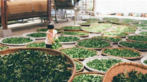 Dlaczego warto kupować kawę i herbatę w sklepie Kraina Herbaty? sprawdź 2021